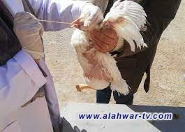 المستشفى البيطري في ذي قار ينفذ حملة للرصد والتحري عن مرض انفلونزا الطيور